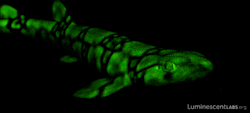 luminescentlabs:  Chain catshark!  You don’t have to get out