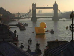  There is a giant rubber duck floating in the Thames. Happy fucking