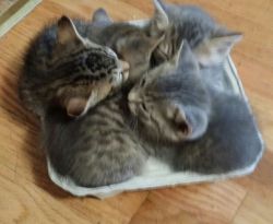 jevvitch:awwww-cute:My cats kittens have found a new cozy bed..