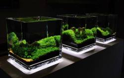 aquariumscience:  simonsaquascapeblog:  Favourites: small cubes