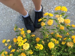 who-knows:  reblog if u think my shoes r cute af so I can prove