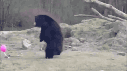 gifsboom:  Three Bears Playing With a Pink Balloon. [video][Storyful
