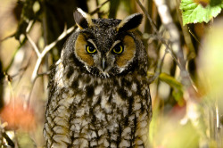 funnywildlife:  Long-eared Owl up close by VENOM119 on Flickr.#Bird#Photo