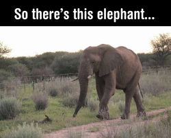 thelonelywitch:  I really like elephants 