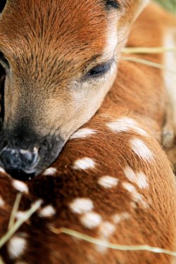 10bullets:  Baby Fawn by intensepizza