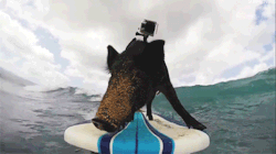 surf4living:  meet kama, the hawaiian surfing pig video: go pro