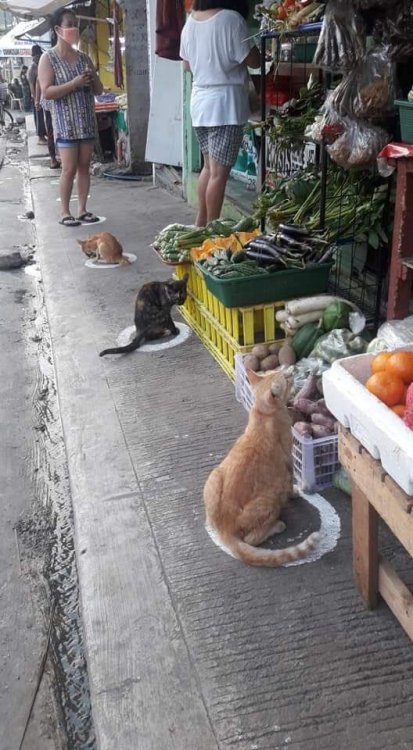 nostalgia-eh52:Our feline friends spotted practicing social distancing