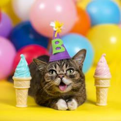 bublog:  HAPPY THIRD BIRTHDAY BUB. To celebrate, today 100% of