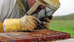 nativenews:    Scientists discover what’s killing the bees