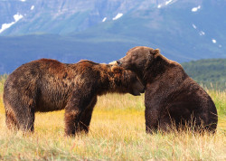 creatures-alive:  (via 500px / Tenderness by Scott Cromwell)