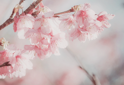 yuffii:  Cherry Blossoms (by Bllparkfrank) 