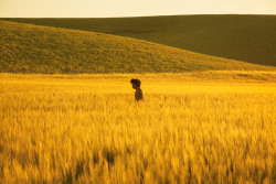 snowce:  Ryan McGinley, Golden Grassland, 2013