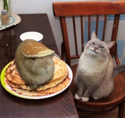weallheartonedirection:  “Waiter… there’s a hare in my pancakes!” 