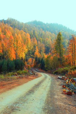 earthdaily:  Forest Road by zen free 