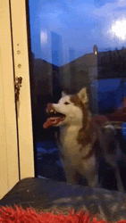 srsfunny:  This Is How My Dog Tells Me He Wants To Come Back