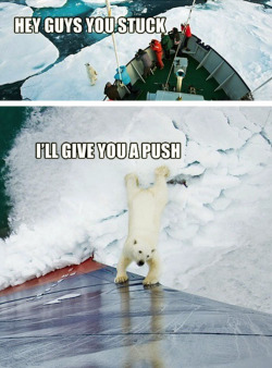 tastefullyoffensive: Good Guy Polar Bear [via] 