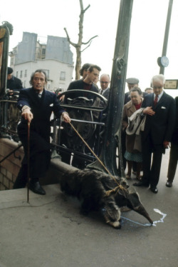 historicaltimes:  Salvador Dalí walking his pet anteater in