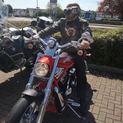 Met this adorable duo today!  (at Bridge Motorcycles) https://www.instagram.com/p/BwemEn5B_wG/?utm_source=ig_tumblr_share&igshid=4vq8qg44d3xp