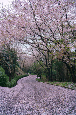 fuckyeahjapanandkorea:  cherry blossoms before & after by