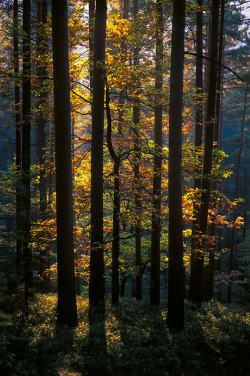belovedgaia:  libutron:  Oaked pines | ©Stephan Amm  (Upper