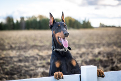 handsomedogs:  Laura Rossi | Doberman