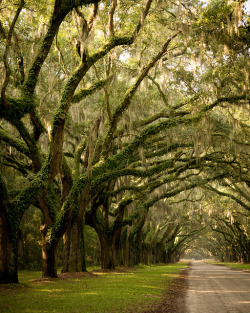 visitheworld:  The oak avenue at Wormsloe Plantation near Savannah