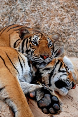 earthlycreatures:  Affection by Afghan Puteh