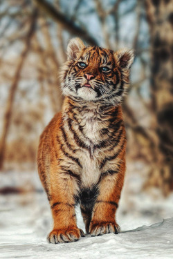 souhailbog:  Tiger Cub - I’m big By   Harry Schindler   | More