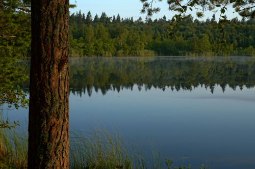 swedishlandscapes:Wilderness.