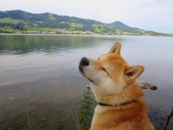 s-un-rise:inner peace goals: this dog