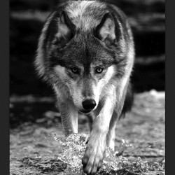 Can’t forget #wolfwednesday. #wolf #wolves #alpha