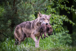 her-wolf: Going for a walk with mum… By   René Lutz  