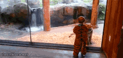 lawebloca:  Tiger Cub Plays With a Little Boy in a Tiger Costume