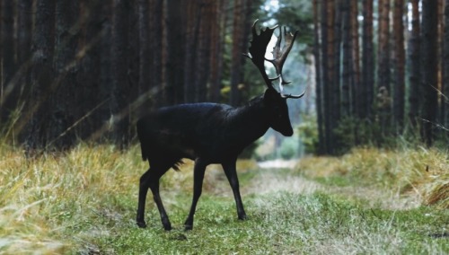 arcusxx:black fallow deer seen in the Barycz Valley - Landscape