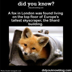 did-you-kno:  A fox in London was found living on the top floor