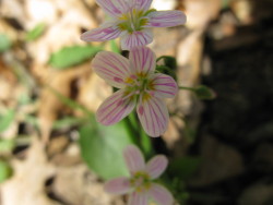 mycozaac:  Claytonia L. Note the pink anthers of springbeauty.