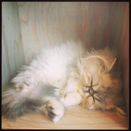 I’m obsessed with this sleepy kittehhhh look at him his face is so smashed and he just wants to sleeps ahhhh (at 猫カフェモカ 原宿店（CatCafe Mocha Harajuku）)