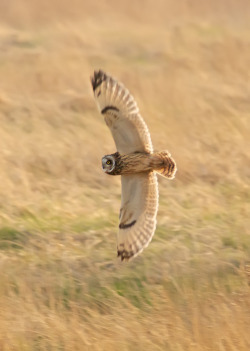 funkysafari:  Short-eared Owl (Asio flammeus) by blackfox wildlife