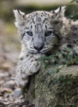 rg73374:  beautiful-wildlife:  Snow Leopard Cub by Daniel Münger