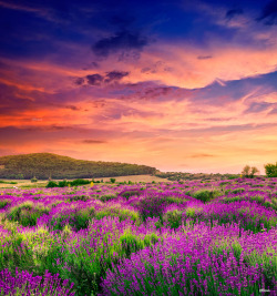 allthingseurope:  Lavender field in Tihany, Hungary (by  F Levente)