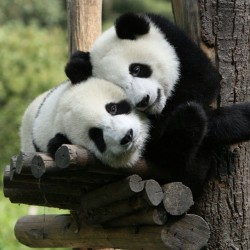 Something to make you guys smile… #panda #cute #instagood