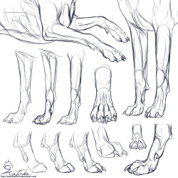 critter-care:  Study: Canine forepaws by Katinka Studies I did