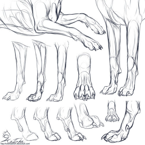 critter-care:  Study: Canine forepaws by Katinka Studies I did of canine front paws to try and improve my anatomy skills. You way use them for reference if you’d like, however they are no where near perfect so I would strongly recommend studying from