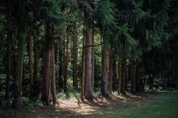 davidmccandless:  The Light between Pines 