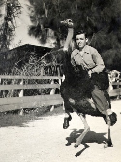 Homme sur une autruche, vers 1930.