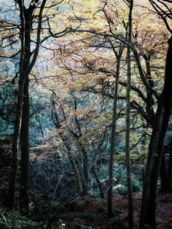 philopenshaw:  darker: autumn 