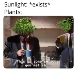 srsfunny:Did someone say PHOTOSYNTHESIS?