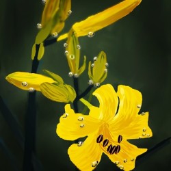 Yellow Aziatic Lily.                             #500px.com/Murzik7.