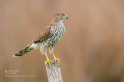 zenontheseas:  Sharp-shinned Hawk Juvenile by KirkB 