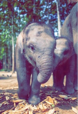 shopivoryella:  Fun fact: baby elephants are the most adorable things in the world ☺️